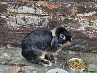 English rabbits Male Rabbit - Advert 3