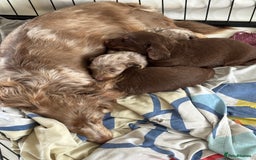 Miniature Dachshund dogs for sale: Long haired miniture dachshund  - Image 9