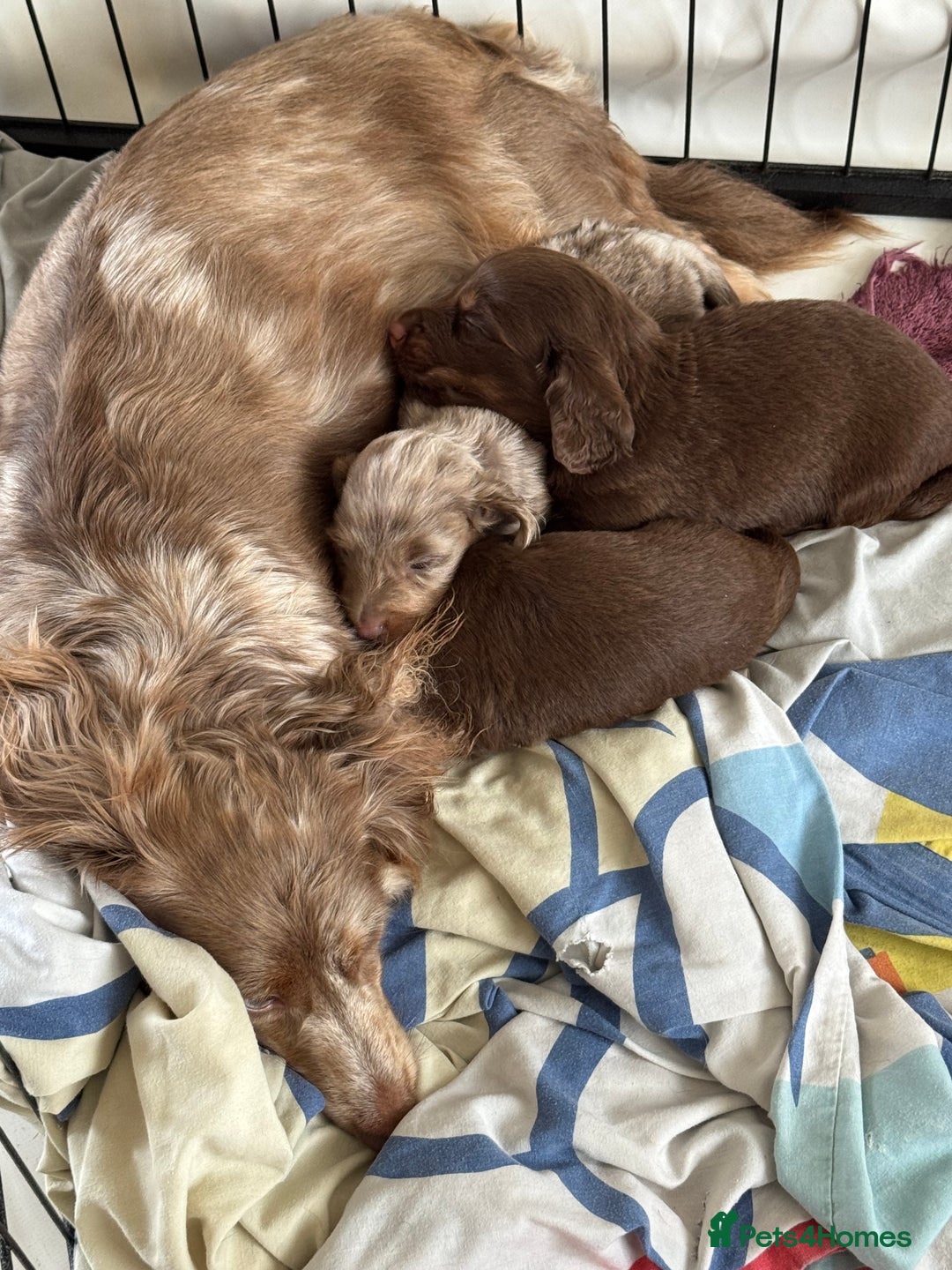 Miniature Dachshund dogs for sale: Long haired miniture dachshund  - Image 9