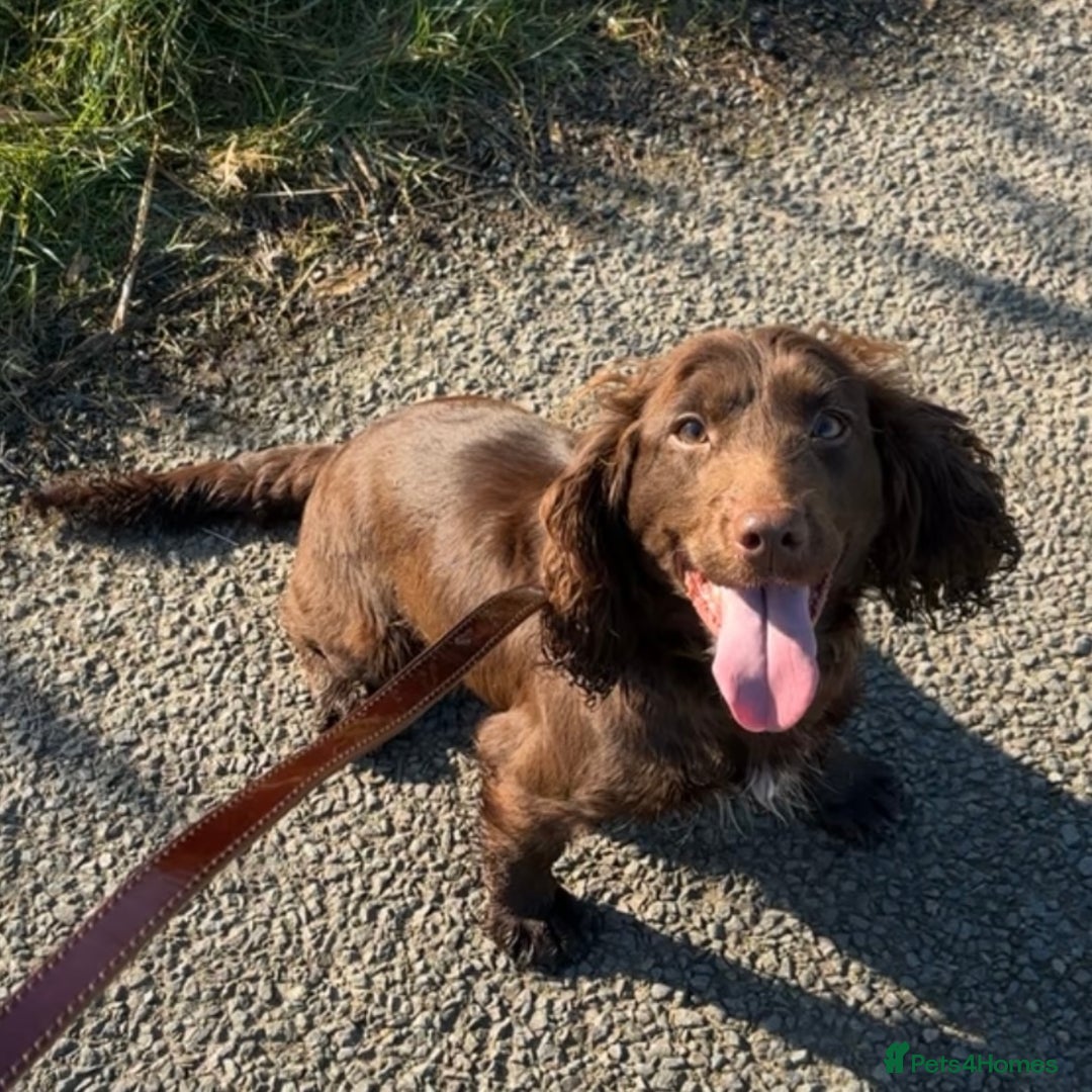 Mixed Breed dogs for sale: Top Quality F1 Docker Puppies - Image 24