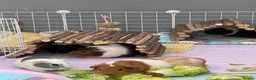 Guinea Pig rodents for sale: 2 pairs of female guinea pigs  - Advert 7