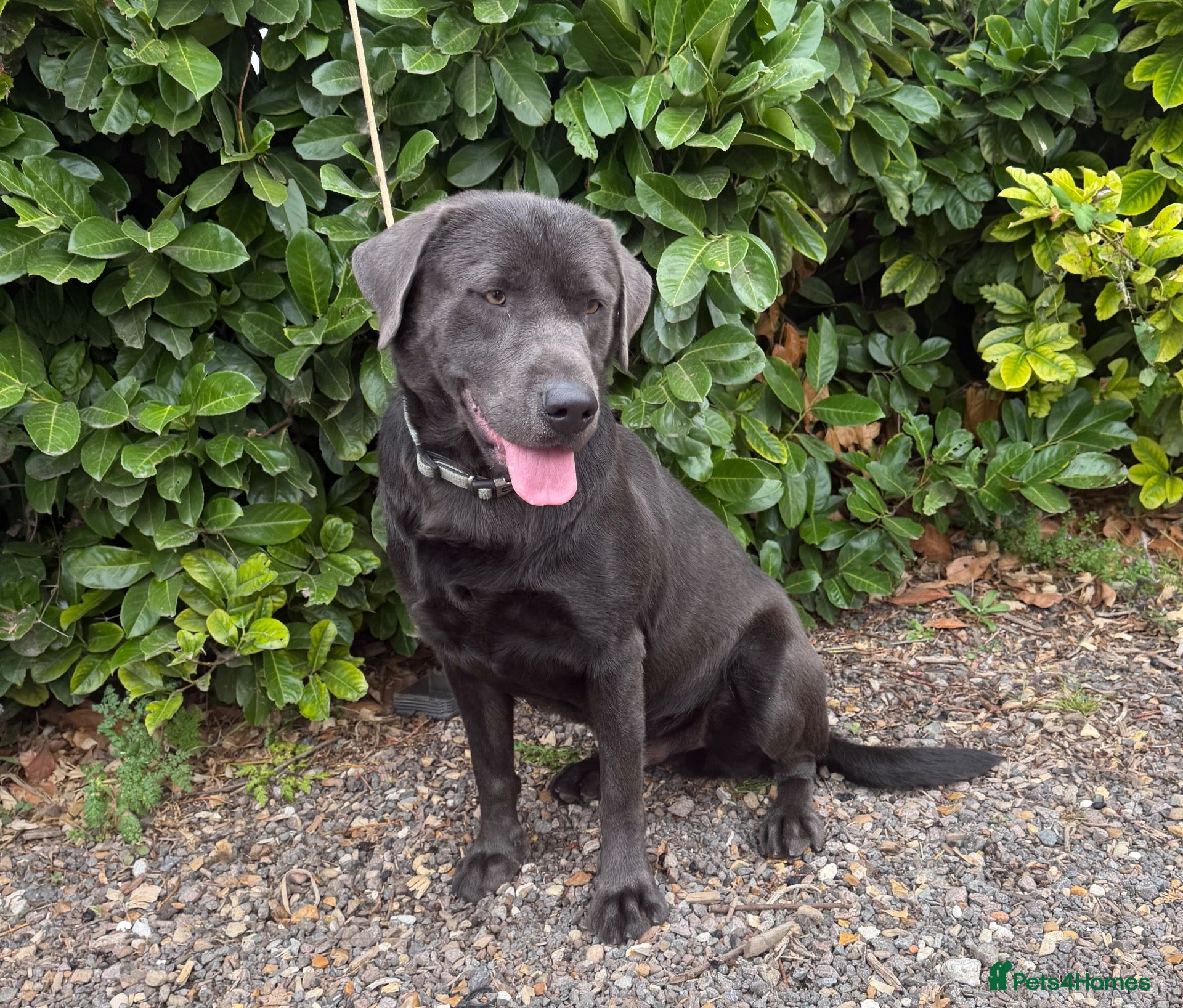 Labrador Retriever dogs Gorgeous KC Charcoal Labrador Stud - Advert 1