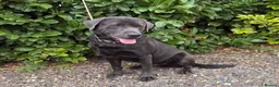 Labrador Retriever dogs for stud: Gorgeous KC Charcoal Labrador Stud - Advert 1