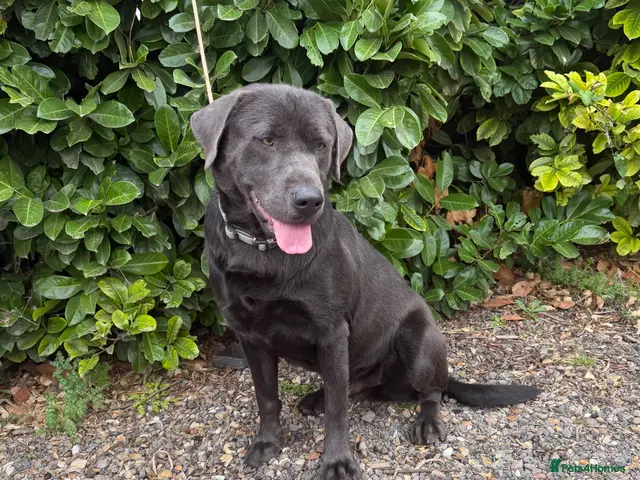 Labrador Retriever dogs for stud: Gorgeous KC Charcoal Labrador Stud - Advert 1