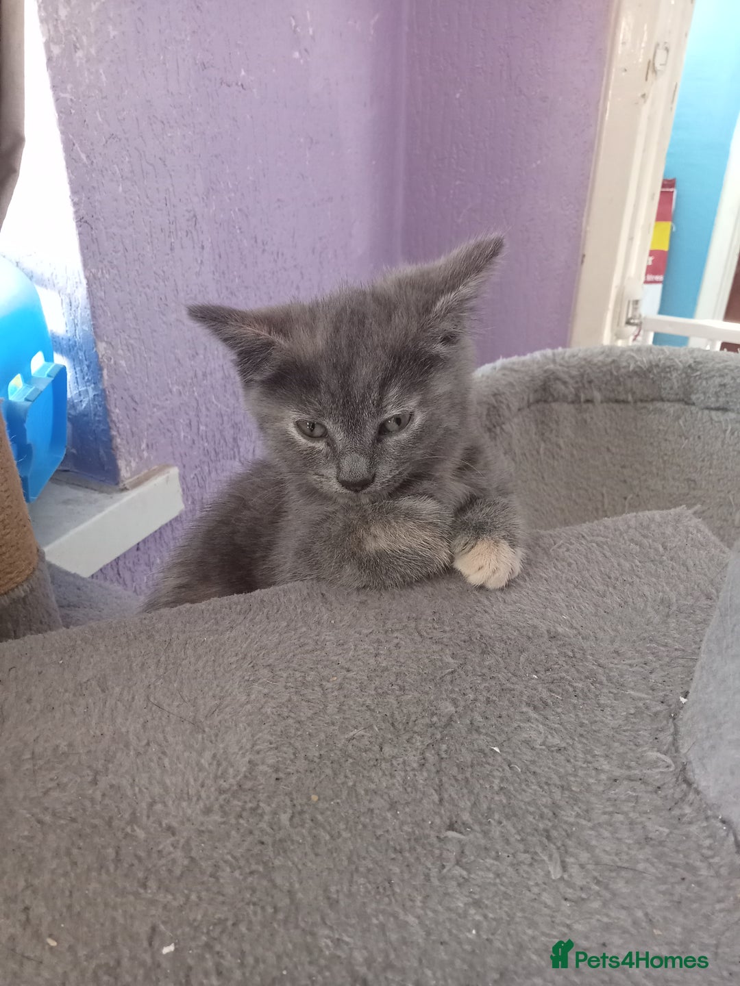 Mixed Breed cats for sale: Kitties  - Image 9