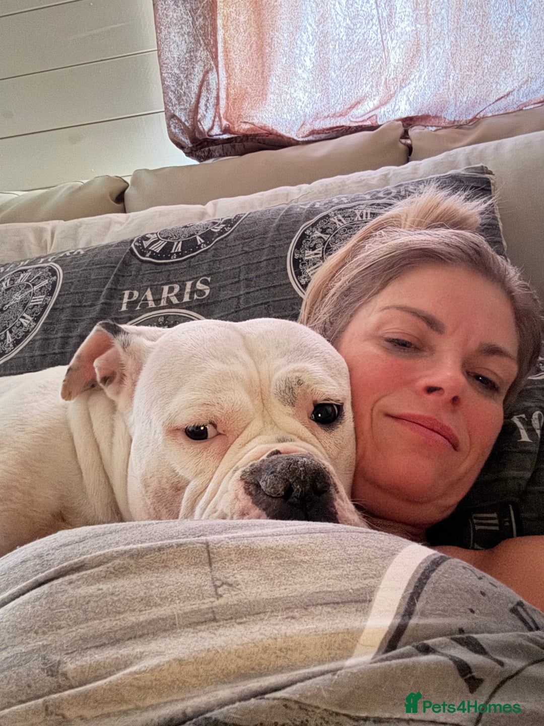 Olde English Bulldogge dogs for sale: Good home needed - Image 6