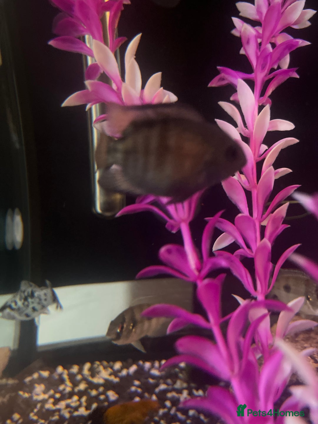 Cichlids fish for sale: Convict Cichlid  - Image 4