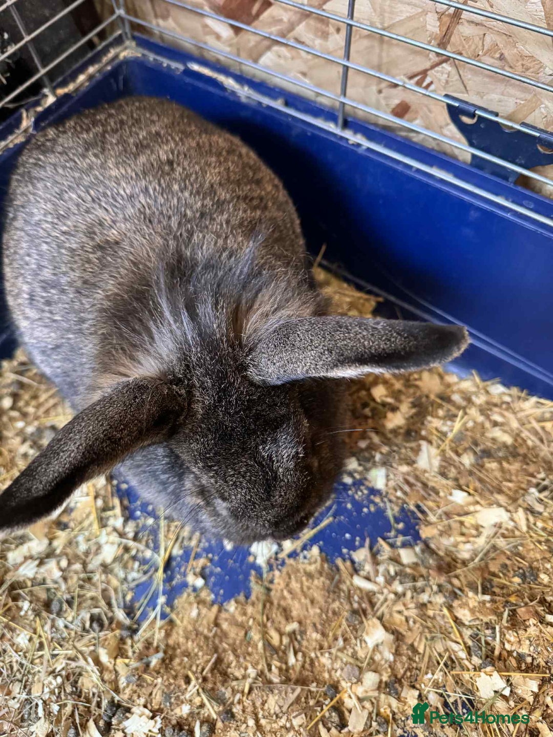 English Lop rabbits for sale: rabbits for sale ready to go  - Image 9