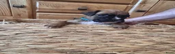 Boxer dogs for sale: READY NOW- Stunning boxer puppies - Advert 34