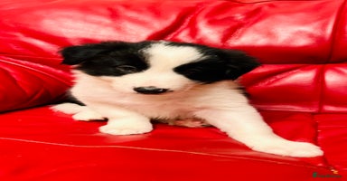 Border Collie dogs - Advert 2