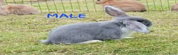 Mixed Breed rabbits for sale: Mini lop cross babies  - Advert 1