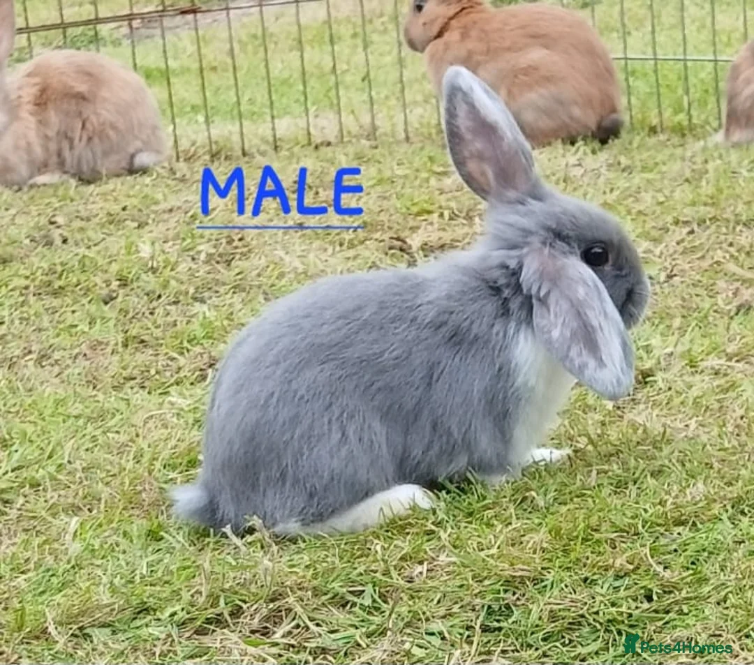 Mixed Breed rabbits for sale: Mini lop cross babies  - Advert 1
