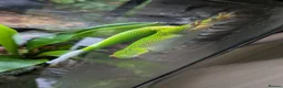 Gecko reptiles for sale: 2 giant Madagascarn day gecko and terrarium  - Advert 3
