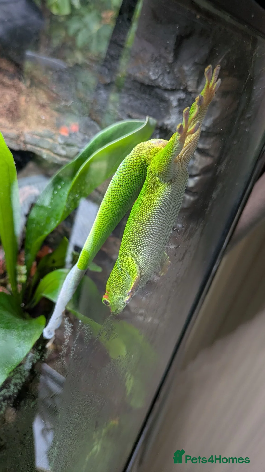 Gecko reptiles for sale: 2 giant Madagascarn day gecko and terrarium  - Advert 3
