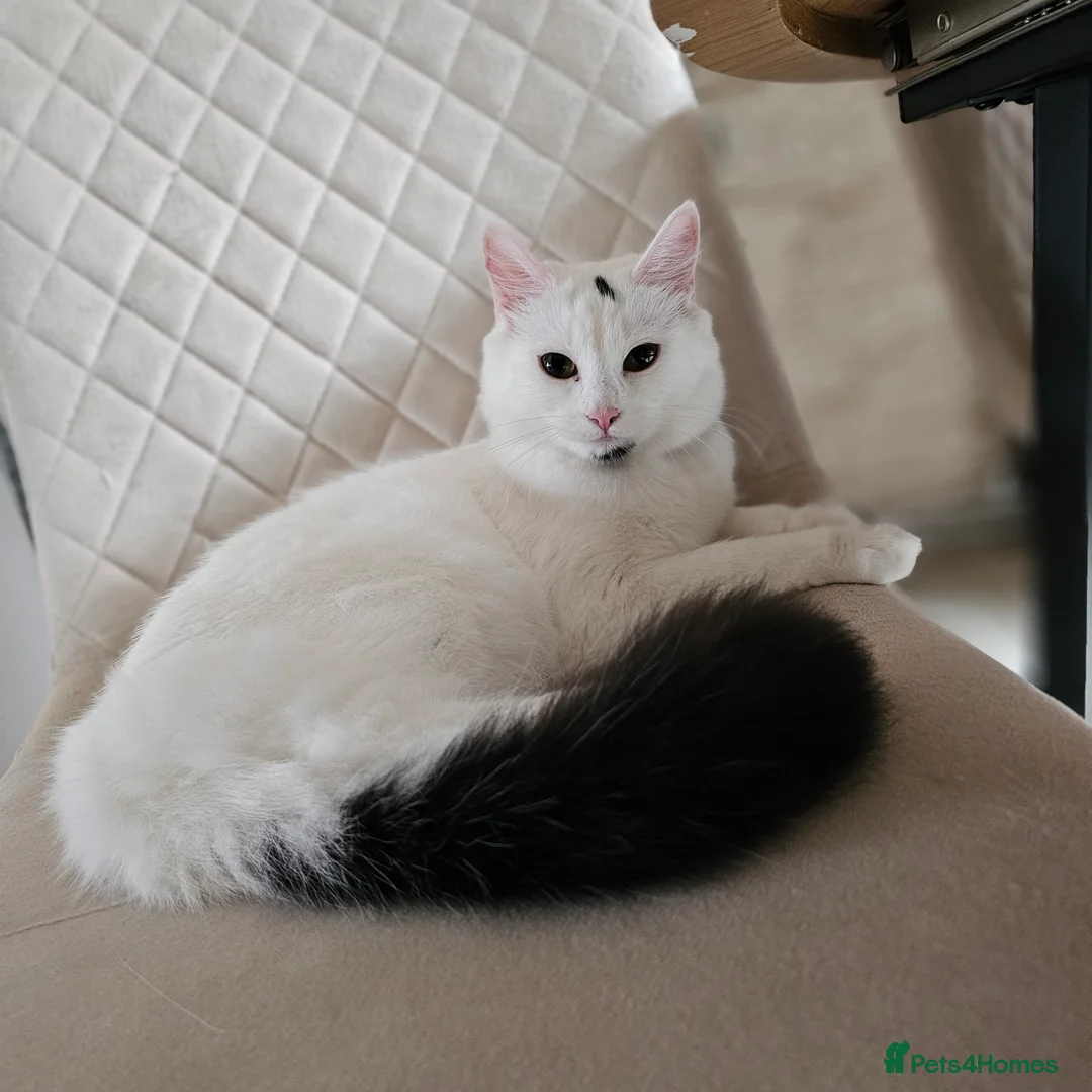 Turkish Angora cats for sale: Black and white kitten ready for a new home 🐾 - Advert 1