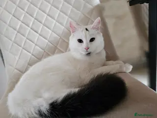 Turkish Angora cats Black and white kitten ready for a new home 🐾 - Advert 1