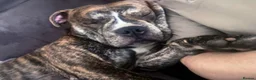 American Bull Staffy dogs for sale: American bull staff looking for forever new home! - Advert 17