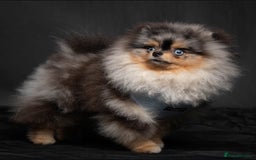 Pomeranian dogs for sale: XS Pomeranian puppy boy  - Image 7