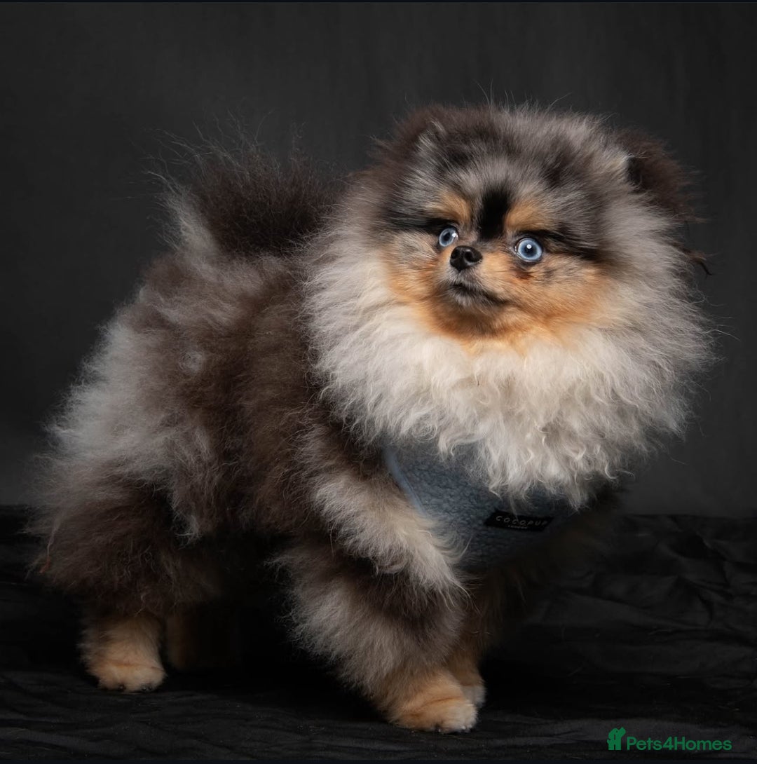 Pomeranian dogs for sale: XS Pomeranian puppy boy  - Image 7