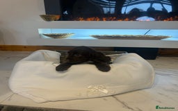 Cocker Spaniel dogs for sale: Rainbow litter cocker spaniel puppies  - Advert 17