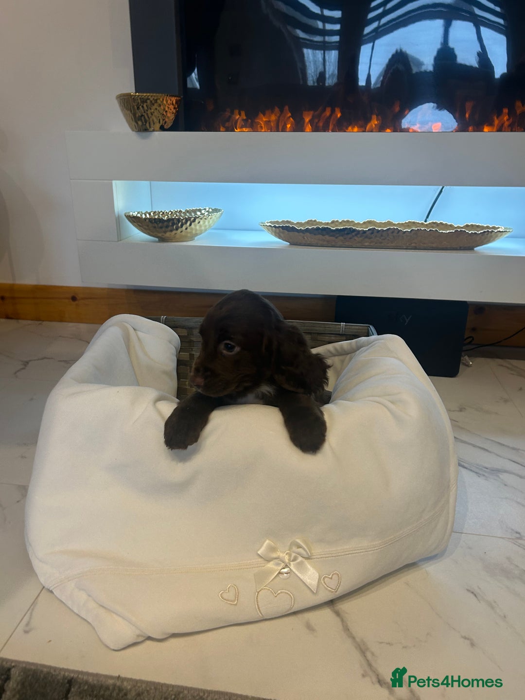 Cocker Spaniel dogs for sale: Rainbow litter cocker spaniel puppies  - Advert 17