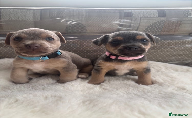 Jack Russell dogs - Advert 2