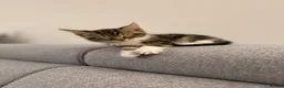 British Shorthair cats for sale: Beautiful cuddly kitten for adoption  - Advert 13