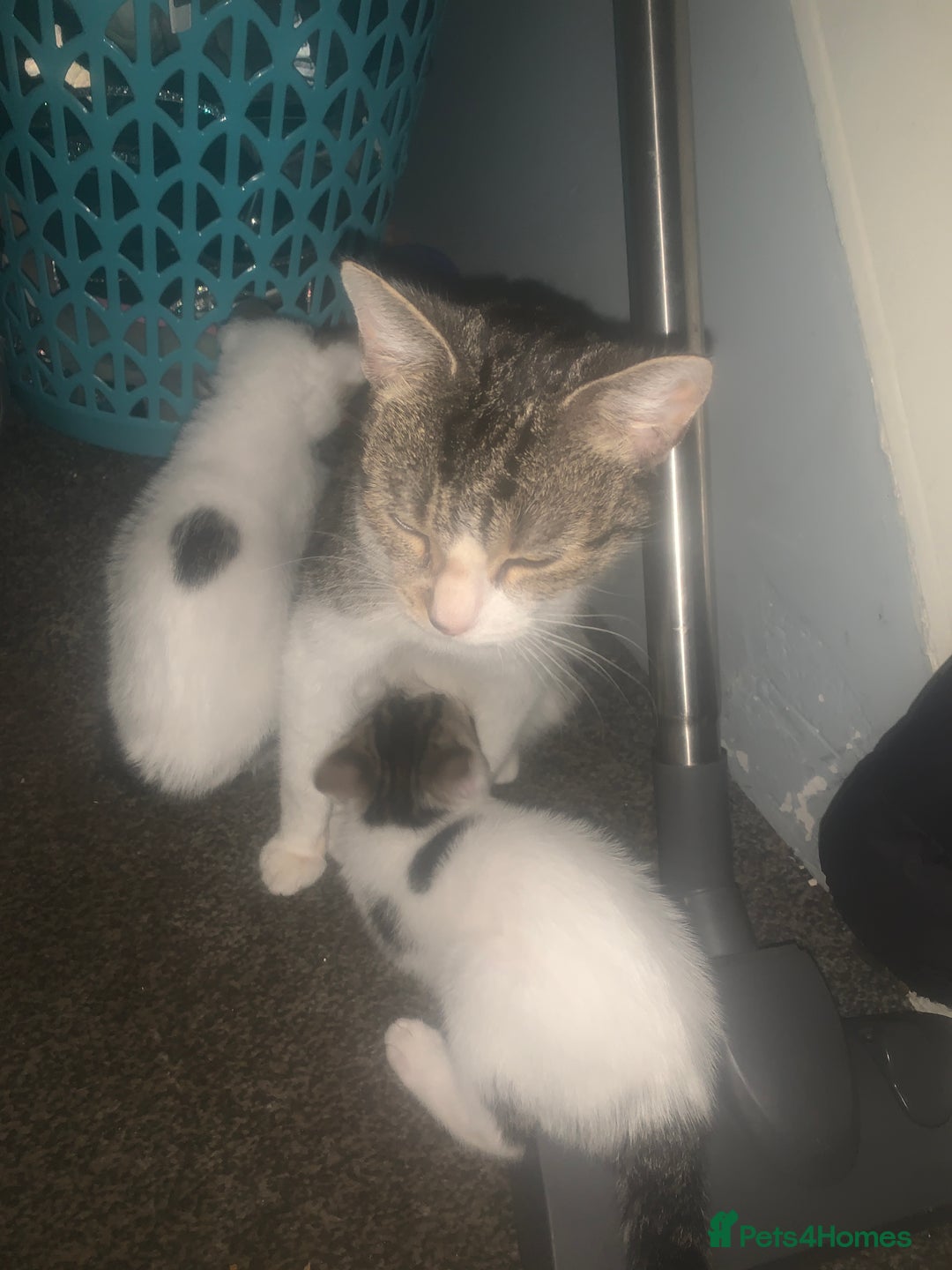 Mixed Breed cats for sale: 4 beautiful kittens for sale  - Image 5