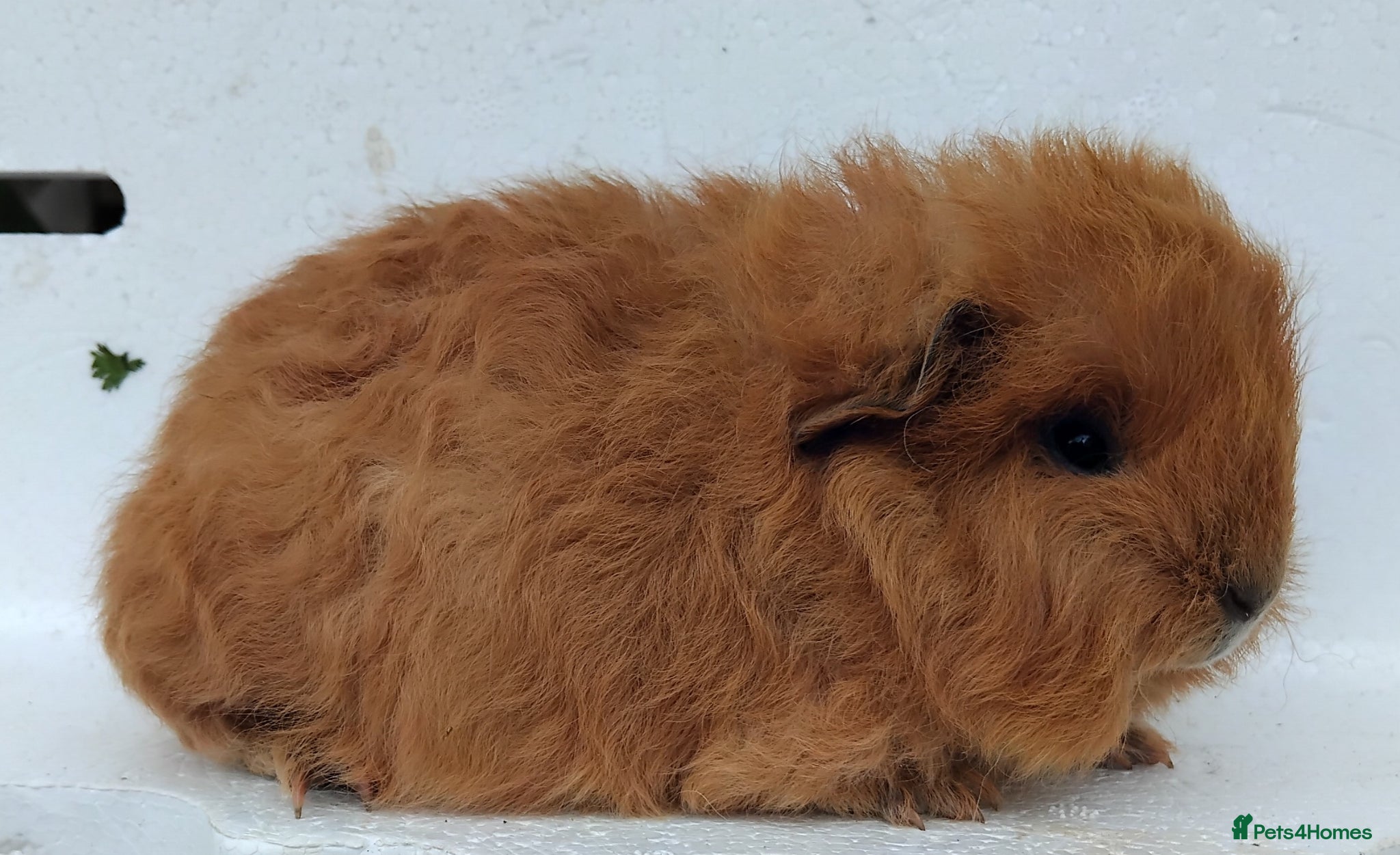 Guinea Pig rodents Swiss and Smooth baby Boars - Advert 7