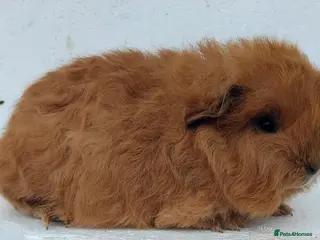 Guinea Pig rodents Swiss and Smooth baby Boars - Advert 20