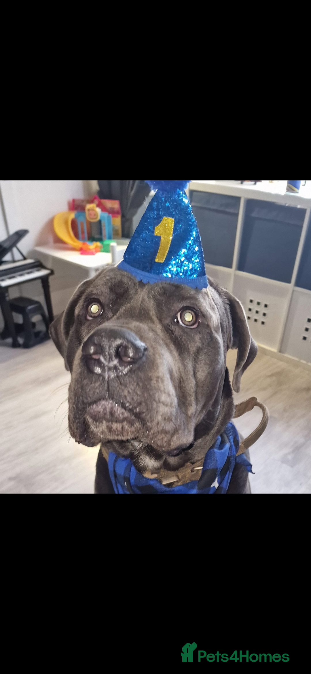 Cane Corso dogs for sale: Conan cane corso - Advert 8