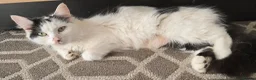Mixed Breed cats for sale: Kittens are 10 weeks old for sale. - Advert 16