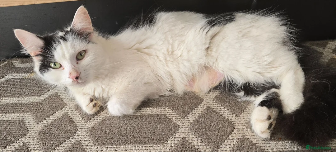 Mixed Breed cats for sale: Kittens are 10 weeks old for sale. - Advert 16