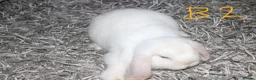 Mini Lop rabbits for sale: Stunning Mini Lops - Bucks - Advert 9