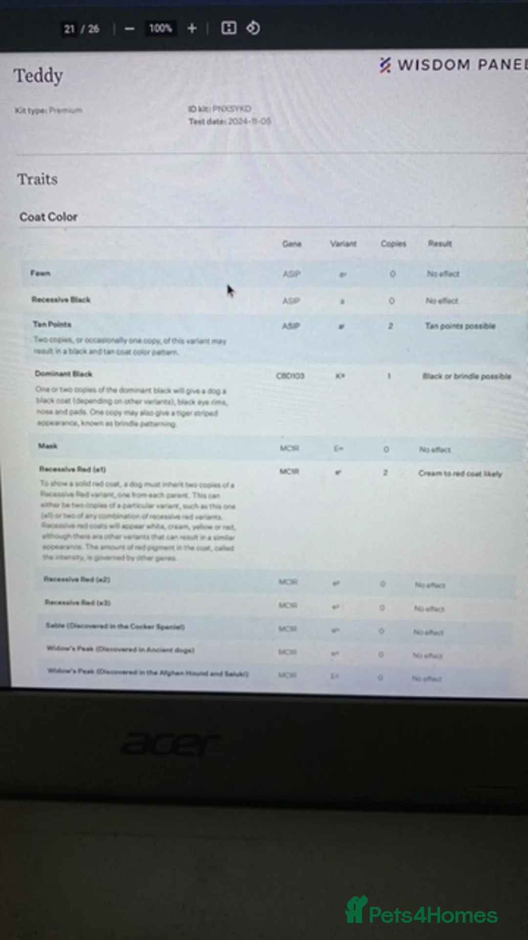 Cockapoo dogs for stud: DNA tested F1 Cockapoo stud  in London - Advert 14