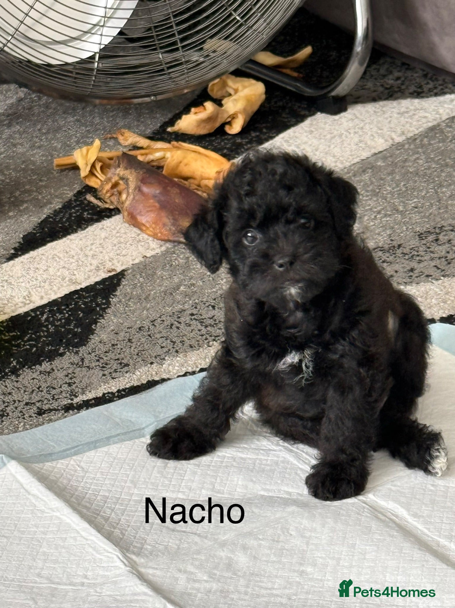 Maltipoo dogs Outstanding Malshipoo puppies. - Advert 1