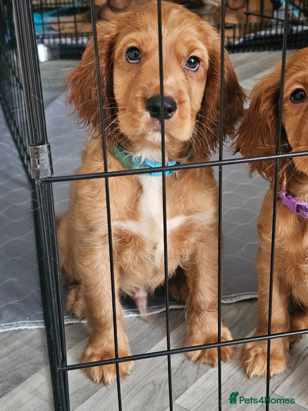 Mixed Breed dogs for sale: Cockalier/Springer Spaniel puppies ready for you! in London - Image 16