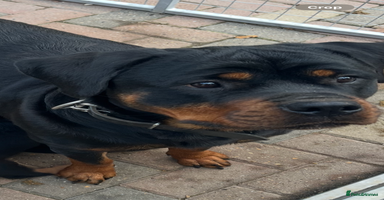 Rottweiler dogs - Advert 11