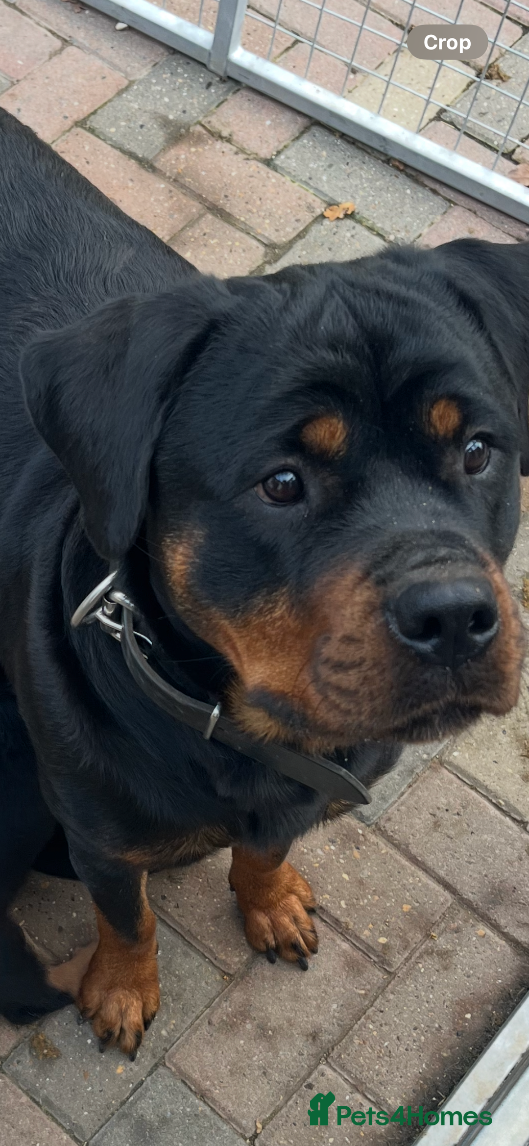 Rottweiler dogs for sale: Outstanding litter of Rotweiller Puppies  - Image 2
