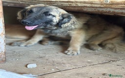 Mixed Breed dogs for adoption: 🐾🩷Superb young KATY needs a Loving Home🐾🏡 - Image 1