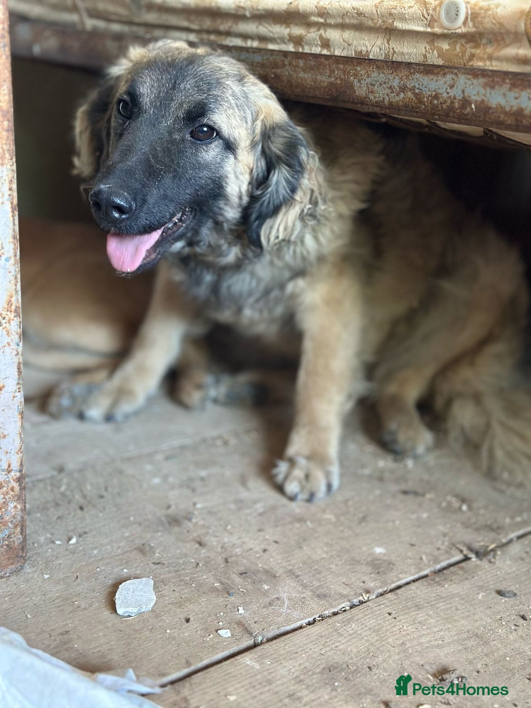 Mixed Breed dogs for adoption: 🐾🩷Superb young KATY needs a Loving Home🐾🏡 - Image 1