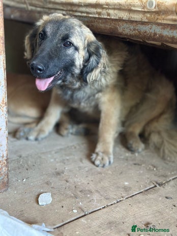 🐾🩷Superb young KATY needs a Loving Home🐾🏡