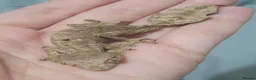 Gecko reptiles for sale: Uroplatus phantasticus Satanic Leaf-tailed Geckos - Advert 4