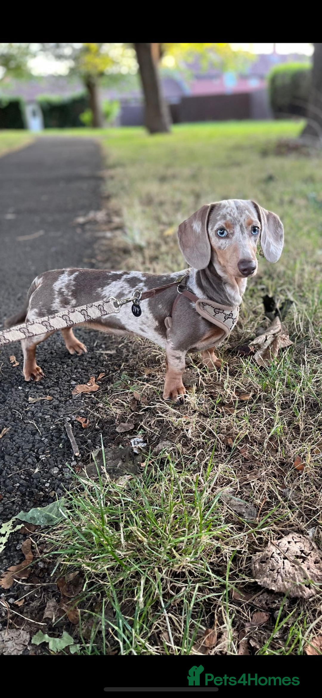 Miniature Dachshund dogs for sale: Fluffy Miniature Dachshund - Advert 10
