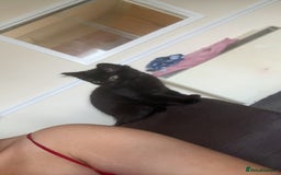 Mixed Breed cats for sale: Looking for a new home - Image 2
