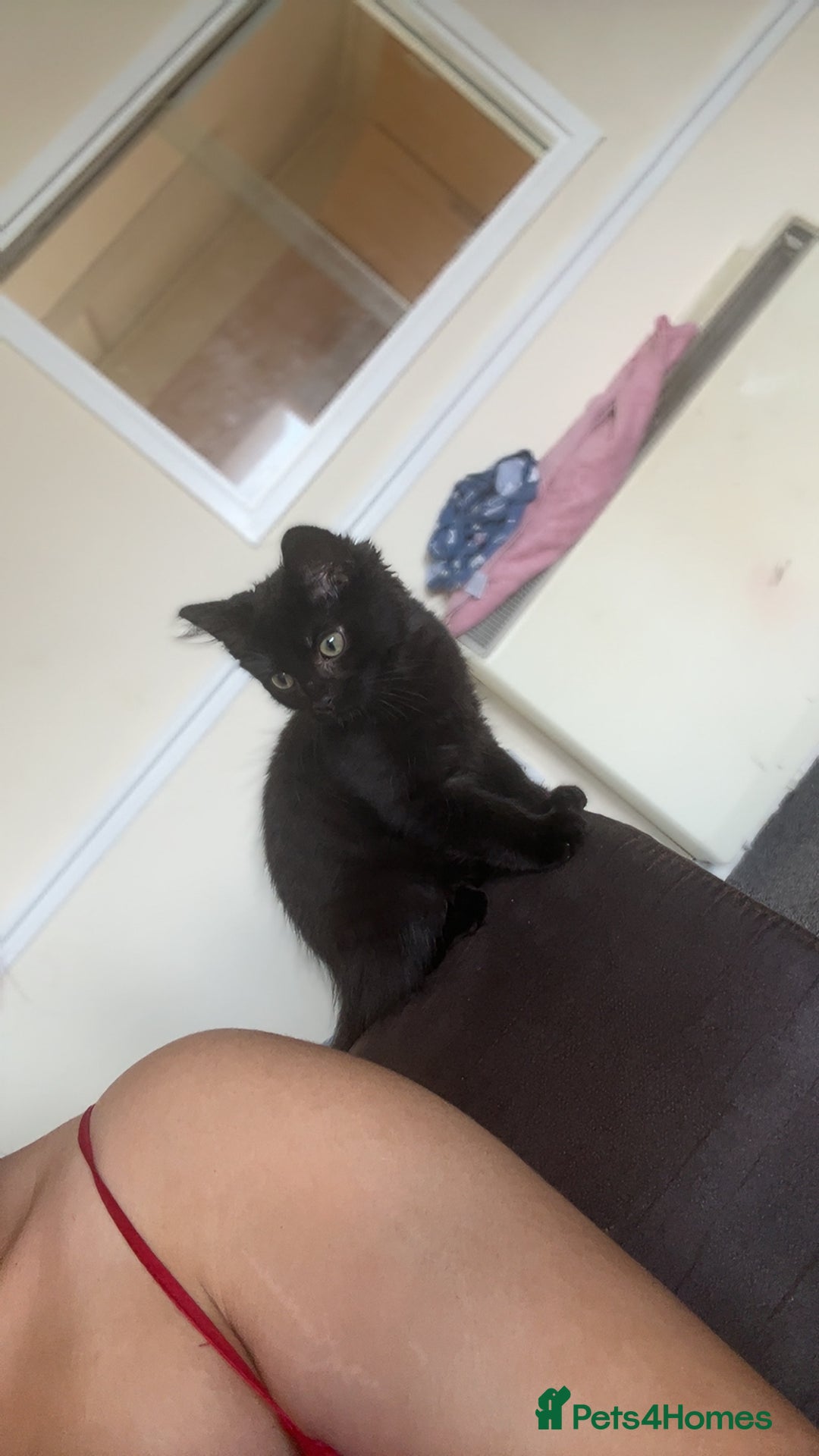 Mixed Breed cats for sale: Looking for a new home - Image 2