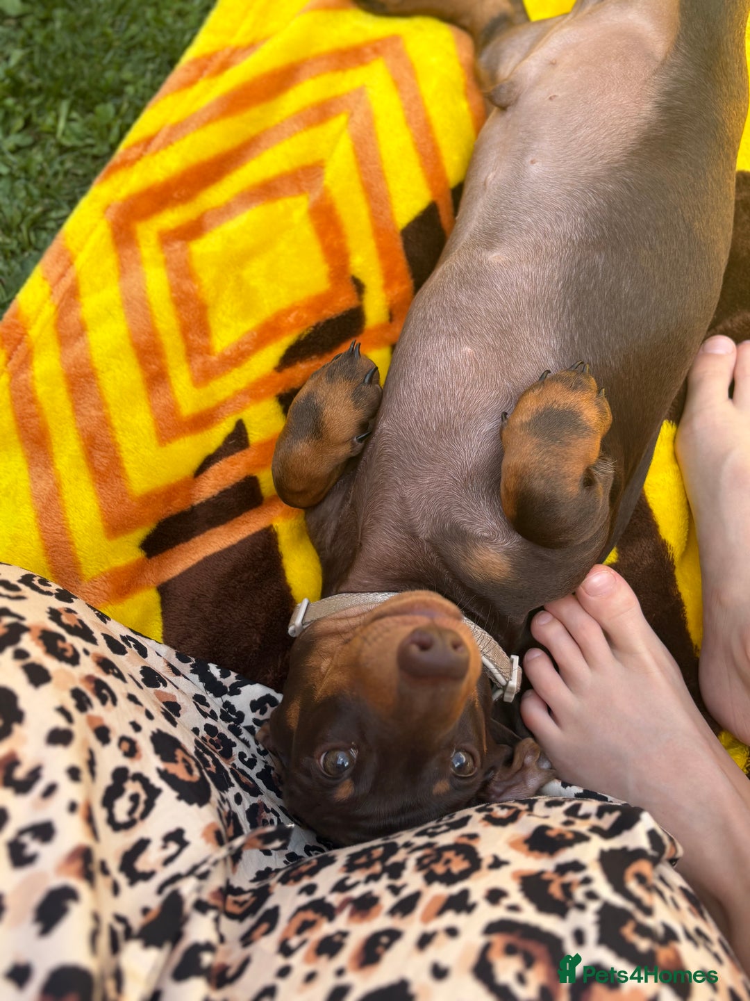 Miniature Dachshund dogs for sale: KC Miniature Dachshund  - Image 3