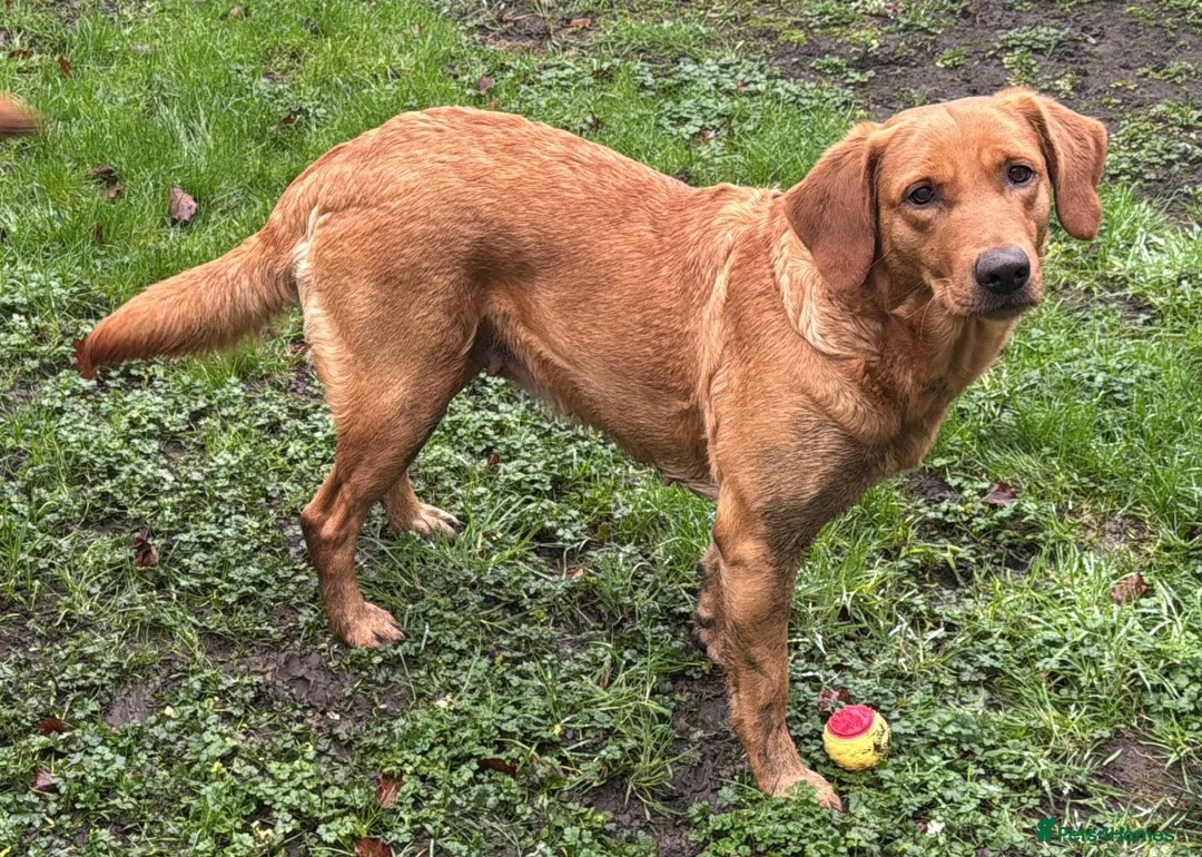 Goldador dogs for sale: BORN FROM HIP, ELBOW AND DNA PERFECT PARENTS - Advert 27