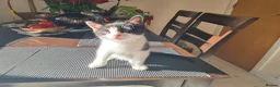 Mixed Breed cats for sale: ***Black and white Male kitten for sale*** - Advert 12