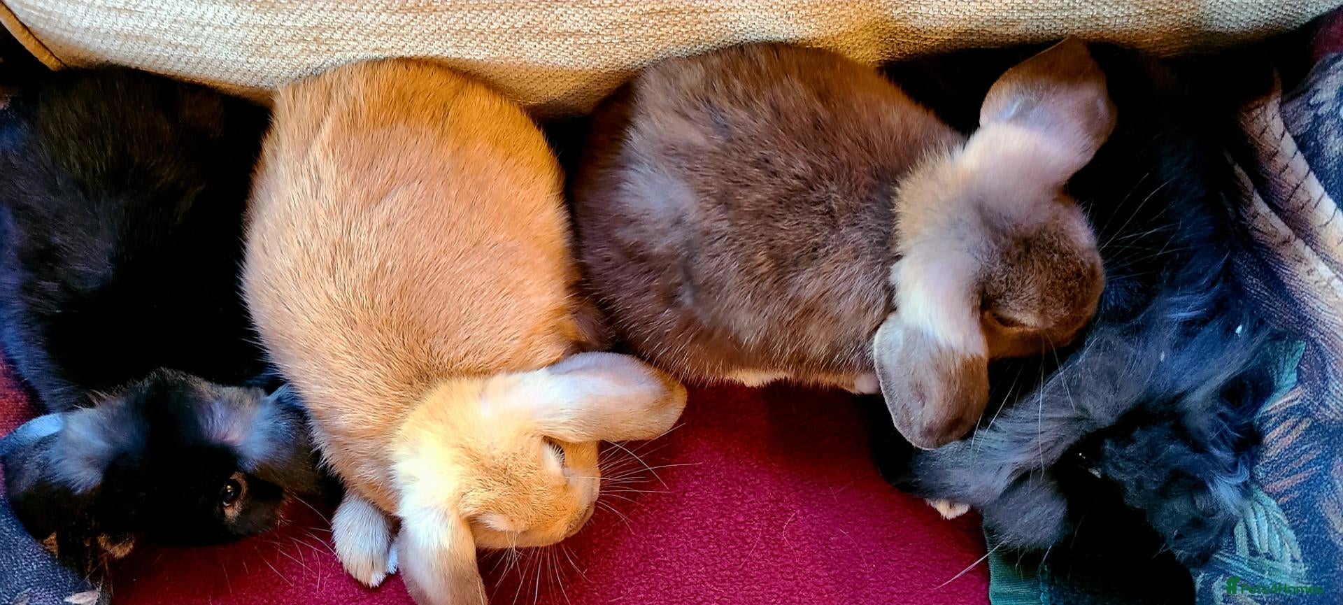 Mixed Breed rabbits Friendly bunnies ready to go - Advert 12